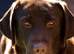 Beautiful Show English Labrador Chocolate Female
