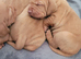 ( READY TO GO )KC hungarian vizsla puppies for sale ( ready to go 13th June)