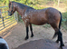 Beautiful ready to mould superstar pony, to make around 14.1hh