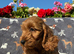 F1 COCKAPOO PUPPIES AVAILABLE!