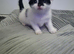 Kittens for new home