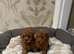 Toy poodle puppies