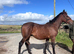 Yearling colt Irish sports horse