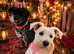 Miniature schnauzer puppies
