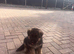 Male GSDS ready tomorrow!