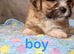 Shih tzu puppies