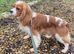 Blenheim cavalier boy pup