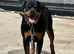 Rottweiler bitch