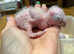 HAND REARED YELLOW THIGHED CAIQUES
