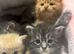 Maine Coon kittens for sale 5 left