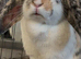 gorgeous Lop earred rabbit