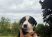 Working tri coloured collie pups