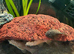 Bristlenose plecos