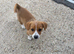 Jack Russell short legged boy Puppy