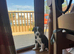 The cutest collie puppy's