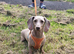 Miniature Dachshund Female
