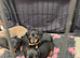 Mini Dachshund