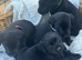 Outstanding Working Labrador Retriever Puppies for Sale