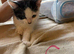 9 kittens ready for their new homes