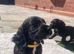 cocker spaniel puppies