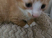 4 ginger & white male kittens