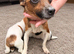 Jackrussel Minature