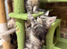 Stunning Mainecoon Kittens