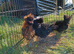 Polish frizzle bantams X3