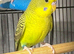 Black faced budgies