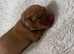 ️7 foxred Labrador puppies️