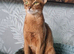 Last two Champion lines Abyssinian kittens