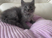 Grey Male Ragdoll /Maine Coon Kitten