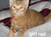 Ginger kittens
