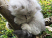 Pedigree persian kittens, white and chinchillas