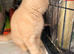 3 month male bsh