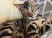 Rare charcoal Bengal kitten Purebred pedigree