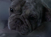 Frenchie