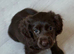 One beautiful boy available
