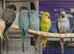 Baby Ringneck Parrots