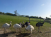 Grey & White Rhea Bird Chicks
