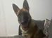 german shepherd X Belgium malinos