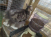 Tabby girl