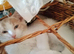 Gorgeous flame point girl