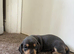 1x black tan girl 1x blue tan boy