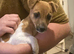 15 week old Jack Russel bitch