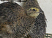 Japanese quails