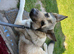Intact Gold Sable KC German Shepherd Male