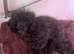 Asian Toy poodles for sale