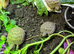 Horsfield (Russian) tortoise hatchlings, 2026, for sale