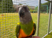 Stupidly tame Senegal